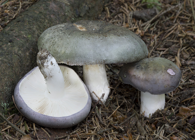 Russula cyanoxantha